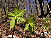 12 Helleborus viridis (Elleboro verde) sul sent. 594A